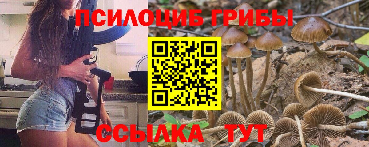 Галлюциногенные грибы Psilocybe  Вход с VPN  Кировск 